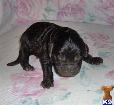 Labradoodle Puppies for Sale